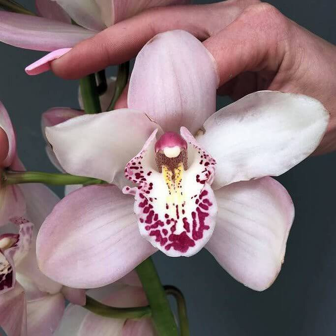 Орхидея цветок